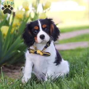 Zeke, Cavalier King Charles Spaniel Puppy